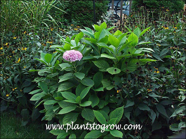 This depicts the average number of flowers I get on this plant per year. Nikko Blue is surrounded by Rudbeckia Goldstrum and the tall Zebra Grass to the upper right.